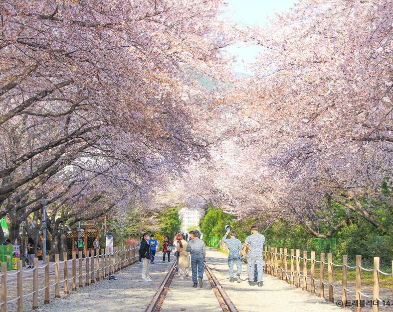 진해 군항제