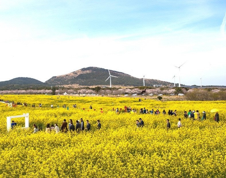 서귀포 유채꽃 축제