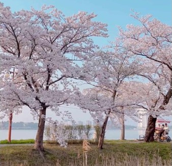 경포 벚꽃 축제