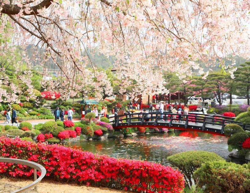 보령 철쭉제